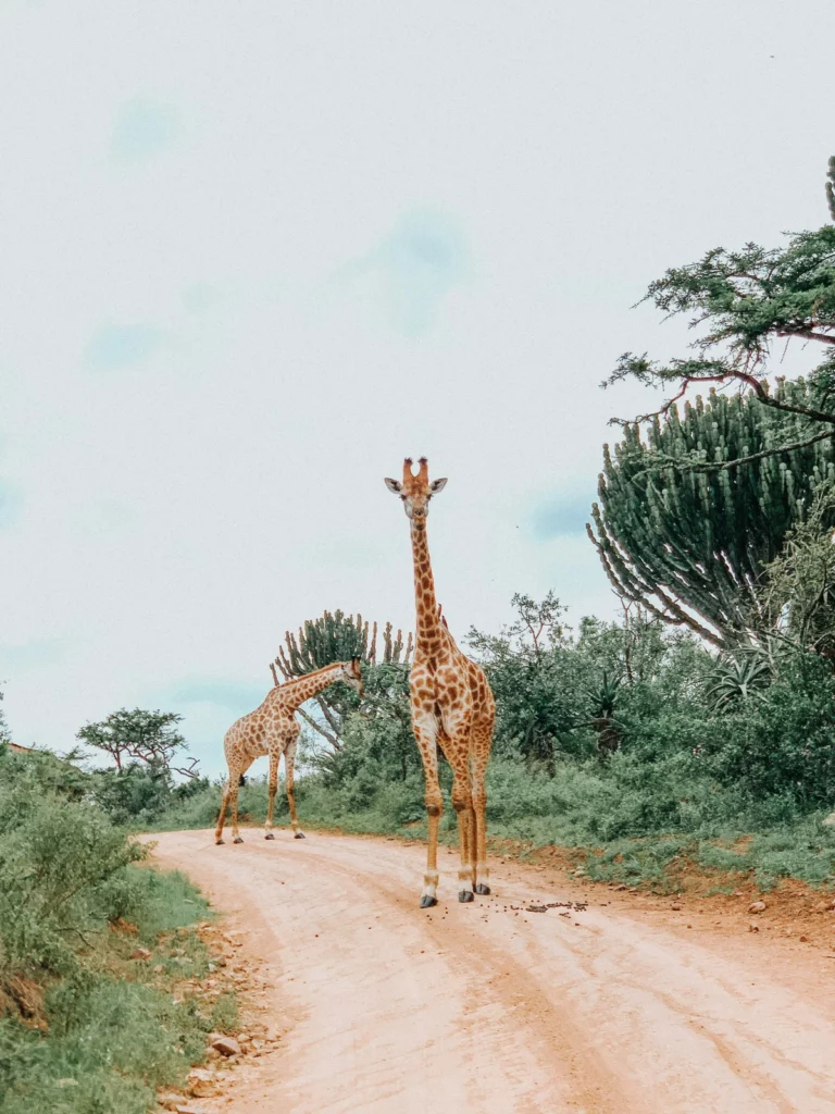 Giraffe